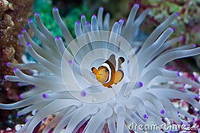 Clown Fish in the Anemone