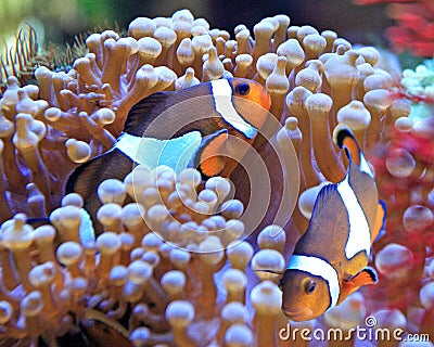 Clown fish and anemone