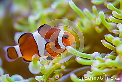 Clown fish