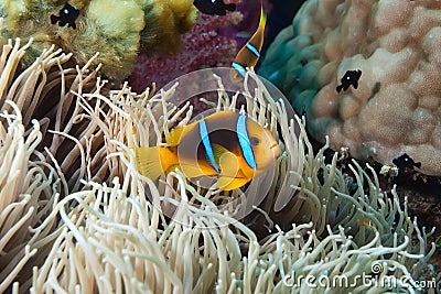 Clown Fish, Fiji