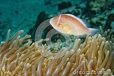Clown fish while looking at you from anemone