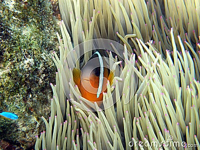 Clown Fish in pink tip anemone