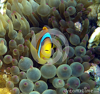 Clown Fish in purple anemone