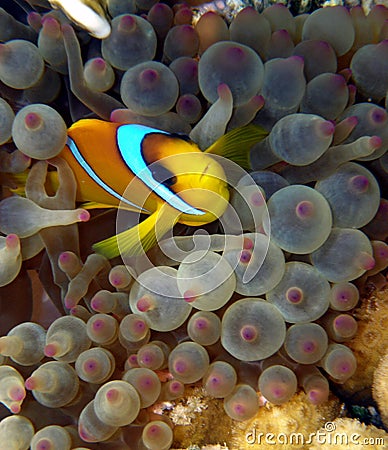 Clown Fish in purple anemone