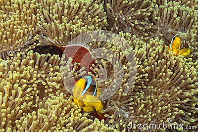 Clown fish in the red and brown anemone over the black background