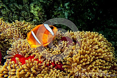 Clown fish in the red and brown anemone over the black background