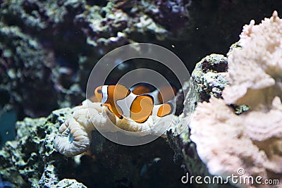 Clown fish reef