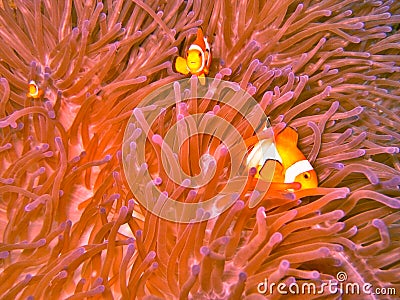 Clown fish and sea anemone