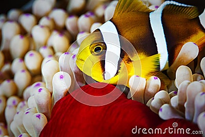 Clown fish.