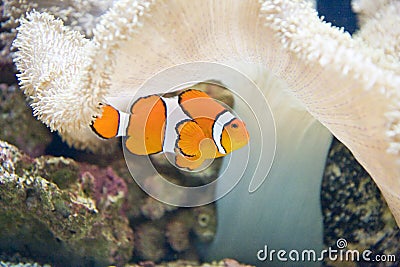 Clown Fish and White Coral
