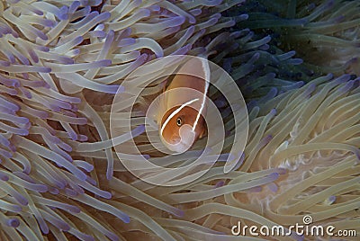 Clown fishes (Nemo)