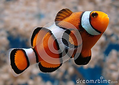 Clownfish