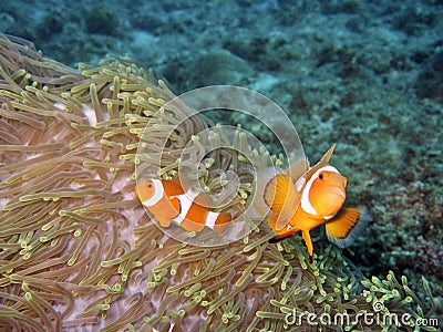 Clownfish & Anemone