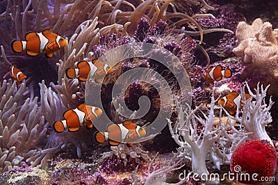 Clownfish and anemonefish