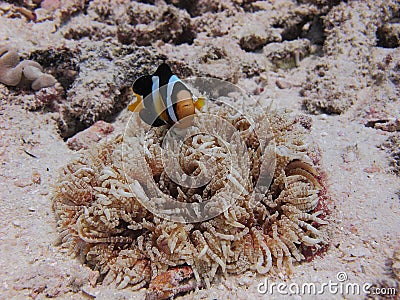 Coral, Clownfish & sea anemone