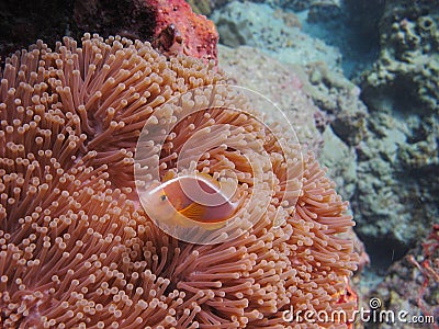 Coral, Clownfish & sea anemone