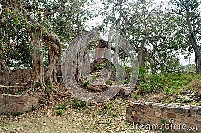 Cluster of old creepy trees