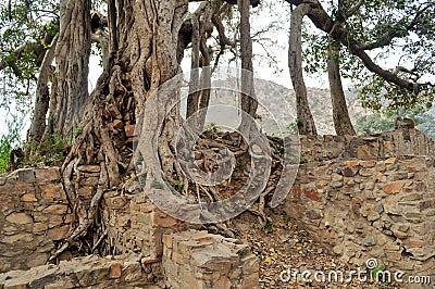 Cluster of old creepy trees