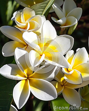 Cluster of Tropical Frangipani Flowers