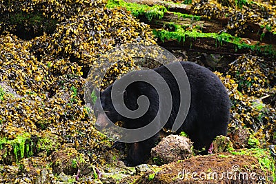 Coastal Black Bears