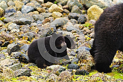 Coastal Black Bears