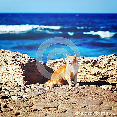 Coastline with ginger tabby roar cat