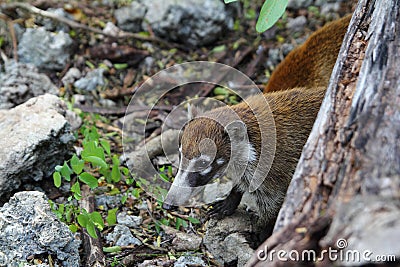 Coati ring Tailed Nasua Narica animal