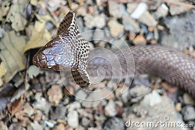 Cobra snake in India