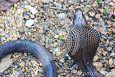 Cobra snake in India