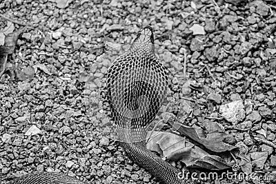 Cobra snake in India