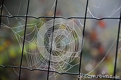 Cobweb on Chain Link Fence