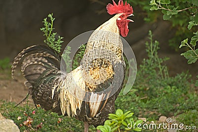 Cock crowing.