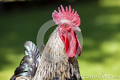 Cock head