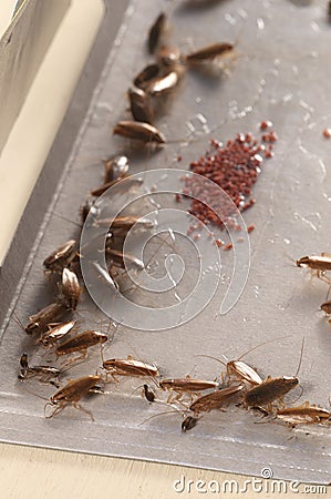 Cockroaches in glue trap