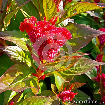 Cockscomb or chinese wool flower