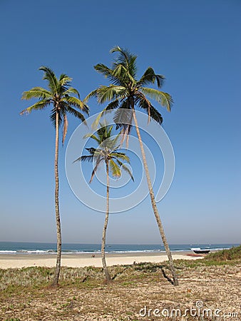 Coco palms on the beach