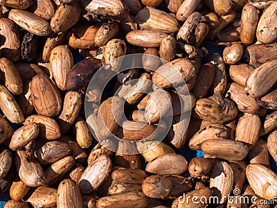 Cocoa seeds
