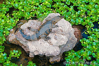 Cocodrile on a stone