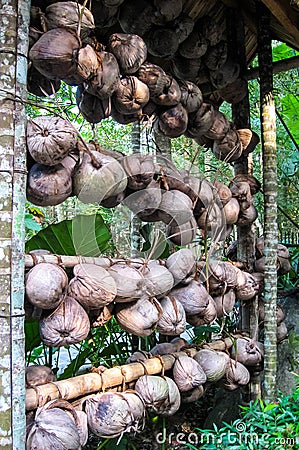 Coconut display from Zhuang Chinese Minority group village