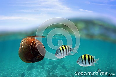 Coconut drift with fish under water surface
