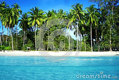 Coconut Palm and blue sea