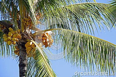 Coconut Palm Tree