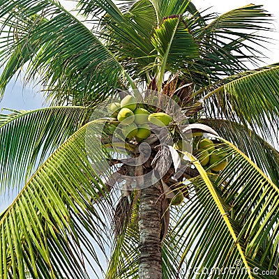 Coconut palm tree with coconuts