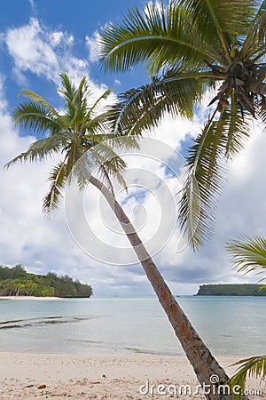 Coconut Palm Tree over tropical white sand beach