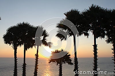 Coconut palm tree silhouette. Sunset