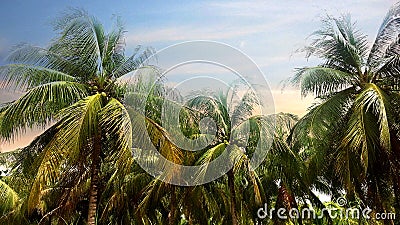 Coconut palm tree on the sky background at Twilight time