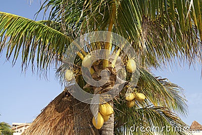 Coconut palm tree