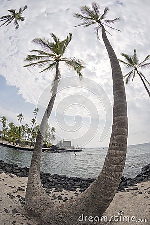 Coconut Palm Tree on tropical white sand beach