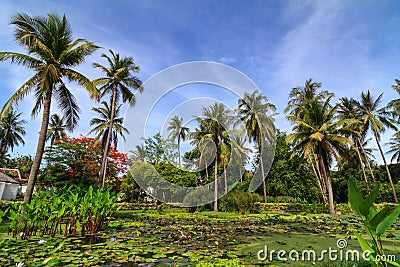 Coconut palm tree and white waterlily in the tropi