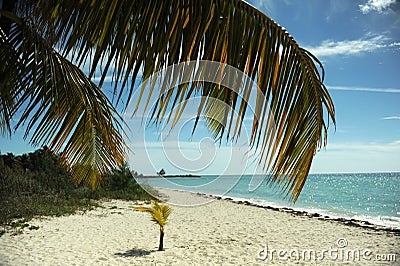Coconut palm trees at empty tropical beach